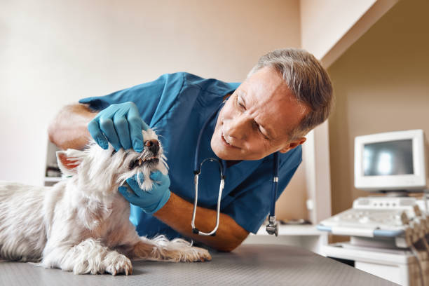 Best Emergency Tooth Extraction in Glassport, PA